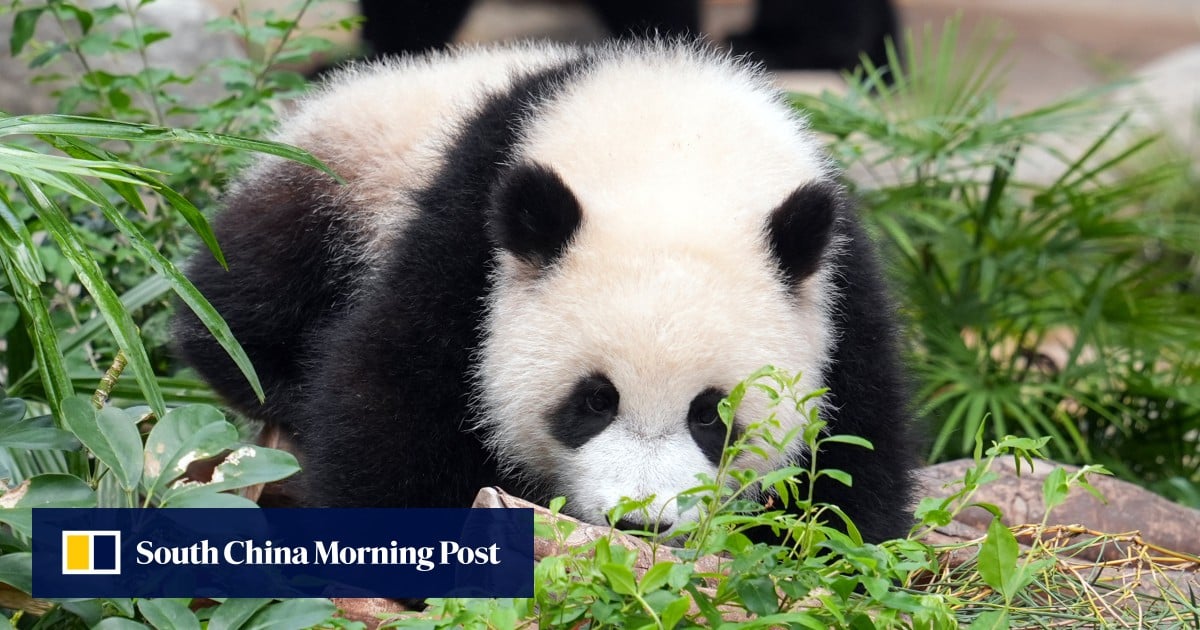 ‘Panda fever’ created 19% attendance boost at Hong Kong’s Ocean Park: official