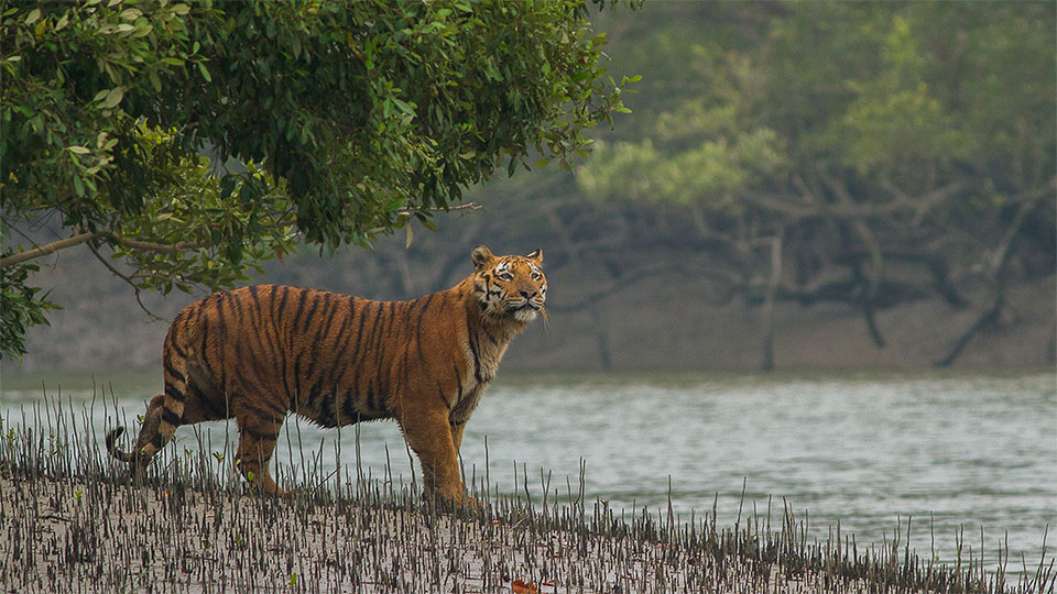 sundarbans-closed-to-tourists-until-august-over-wildlife-breeding-protection.jpg
