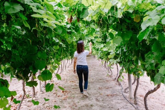 Wine Tourism in Utiel-Requena: an invitation to reconnect - Decanter